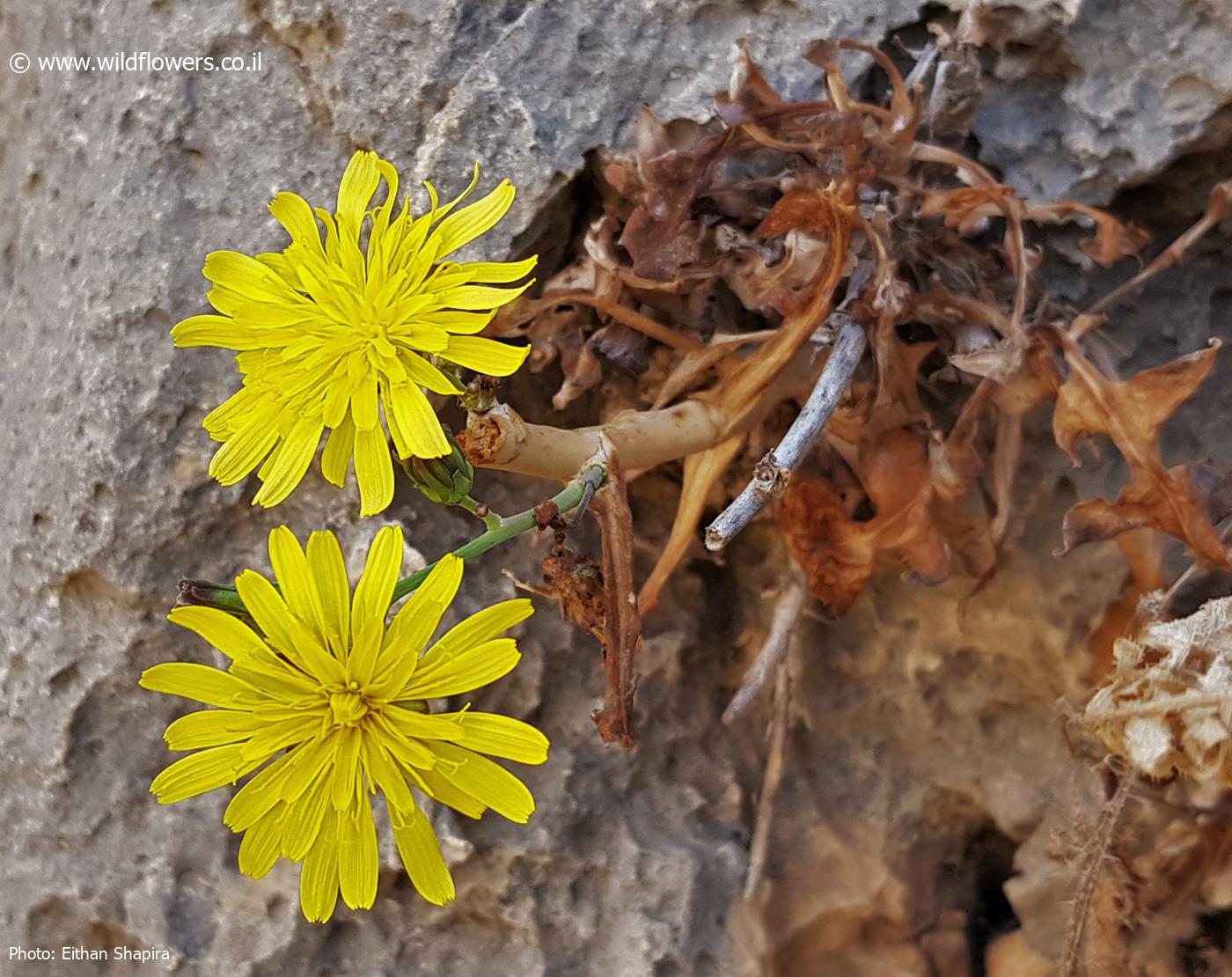 Sonchus  suberosus