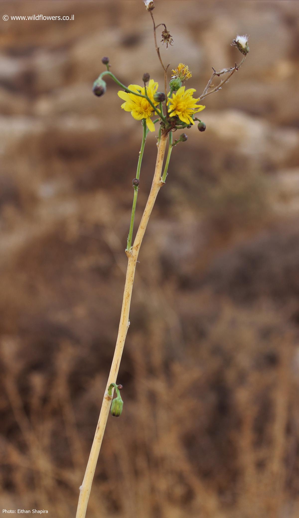 Sonchus  suberosus