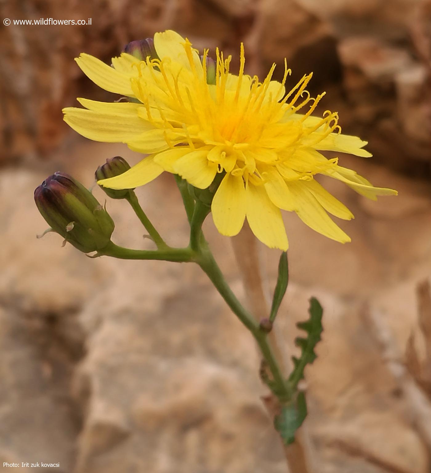 Sonchus  suberosus