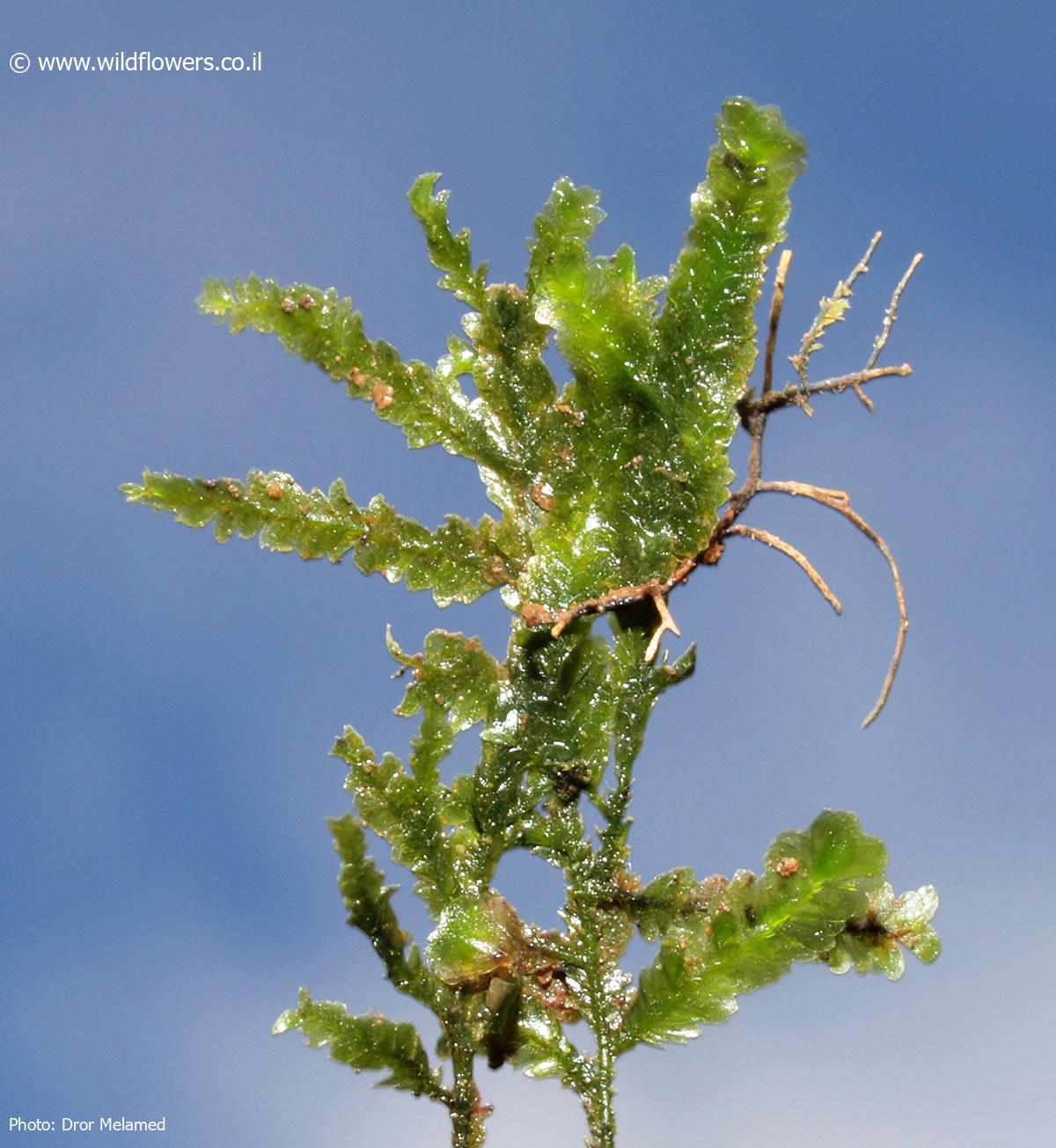 Neckera  complanata