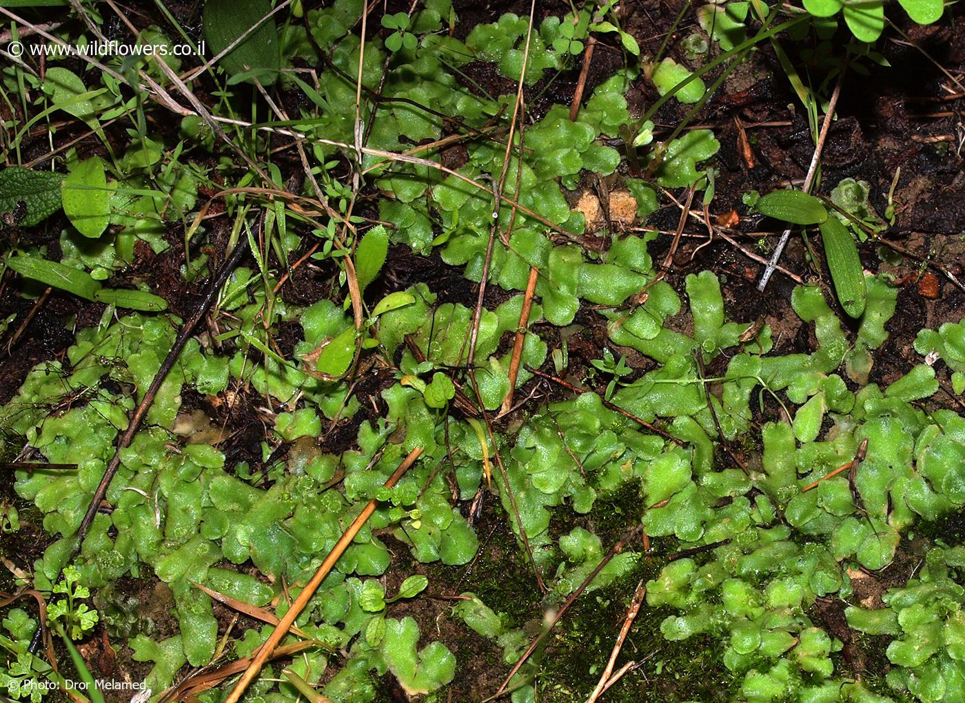 Corsinia  coriandrina