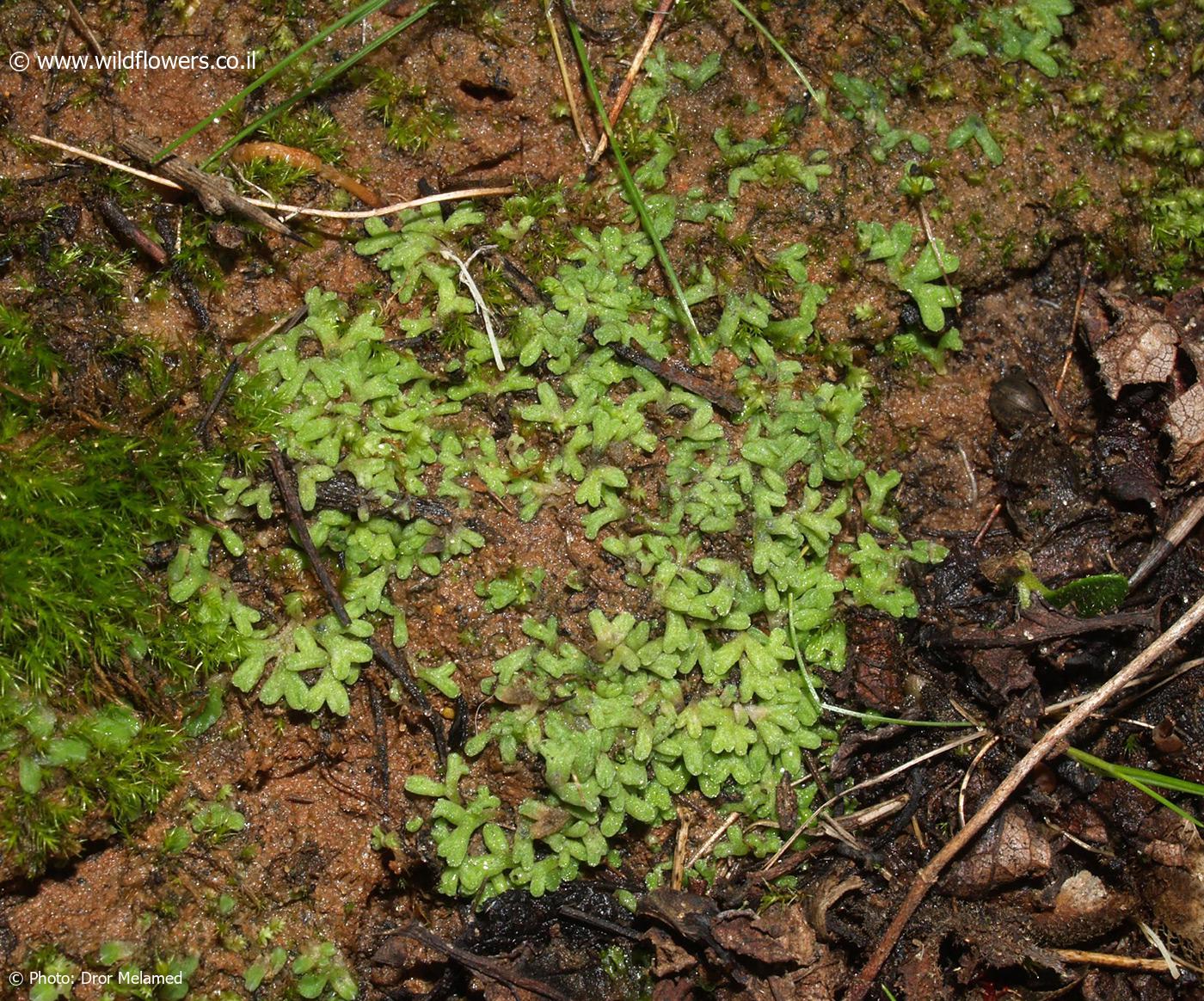 Riccia  subbifurca