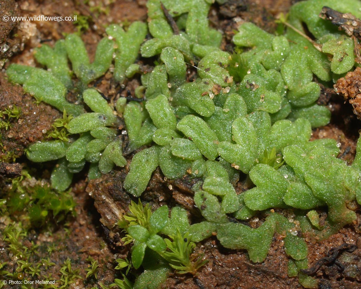 Riccia  subbifurca