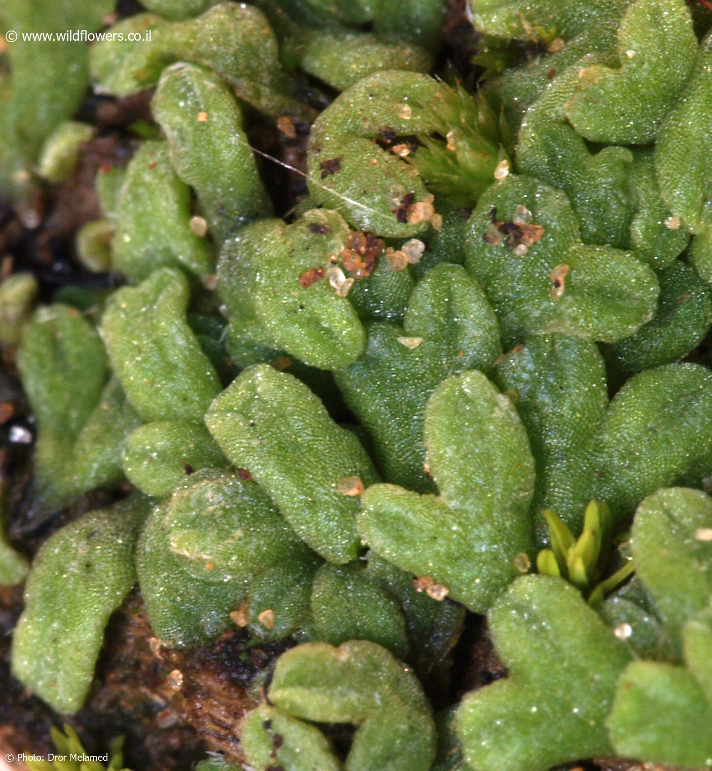 Riccia  subbifurca