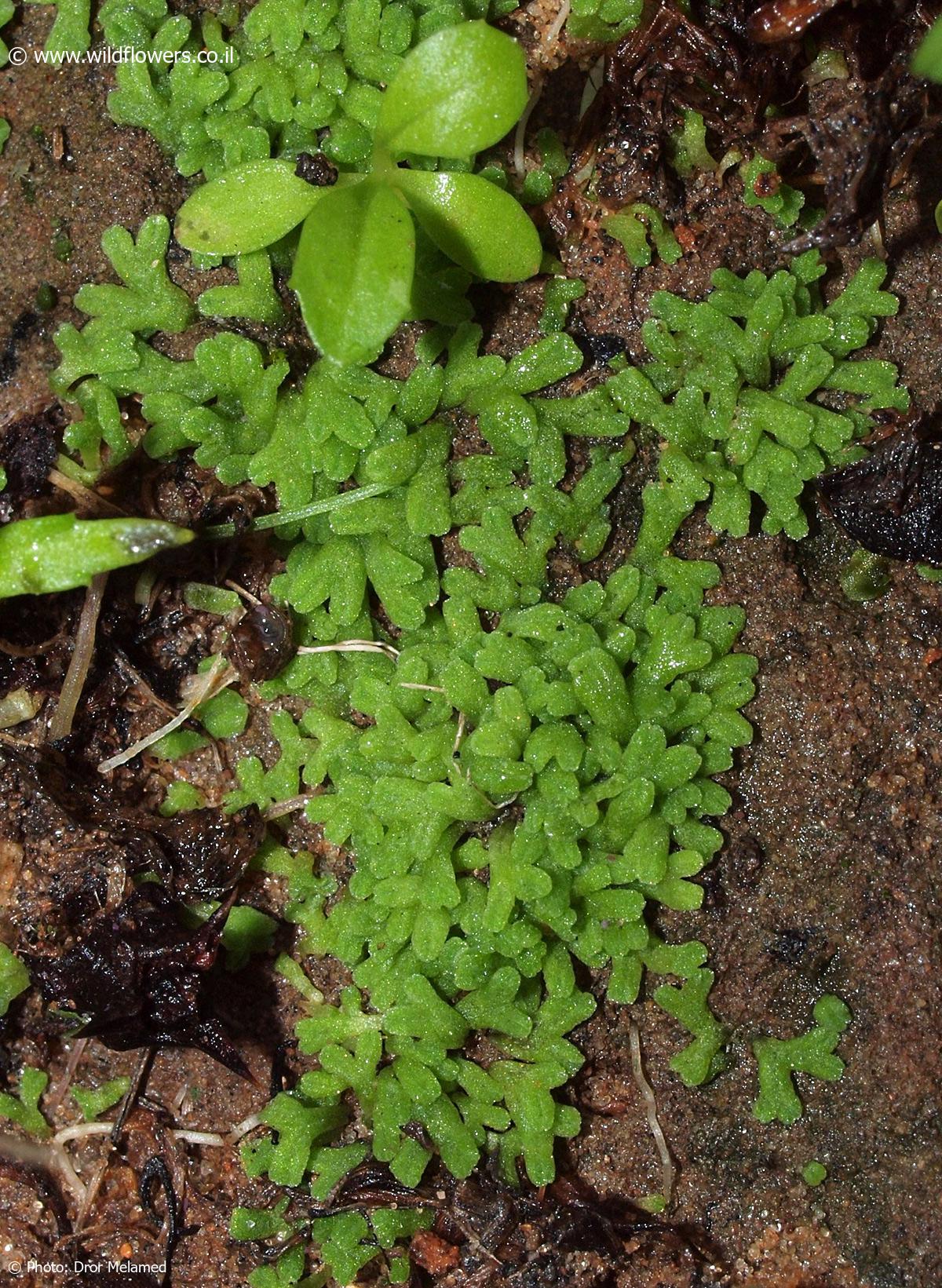 Riccia  subbifurca