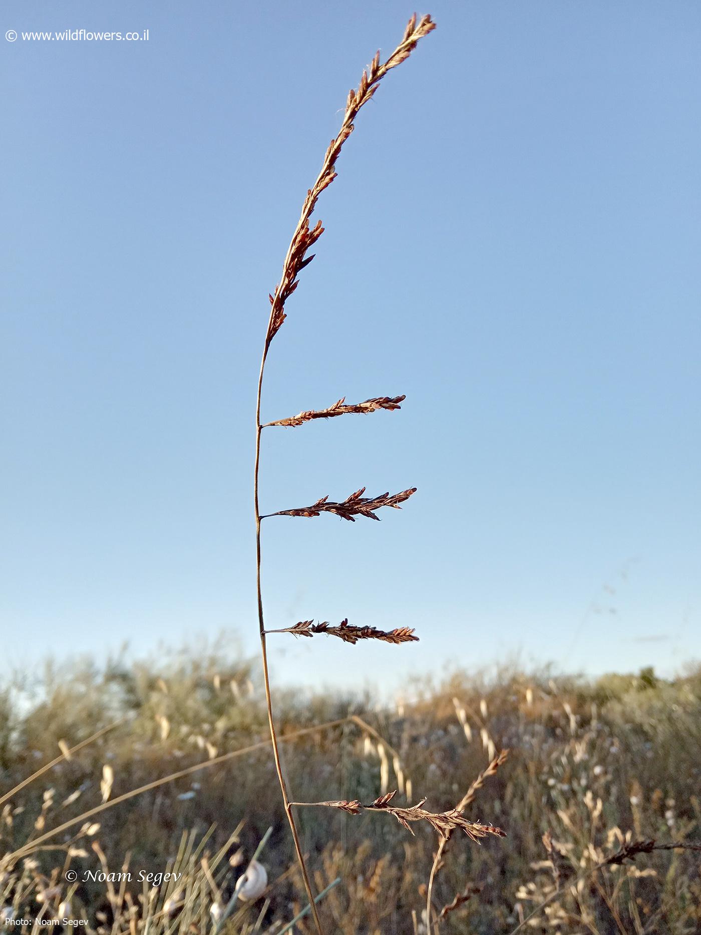 Castellia tuberculosa