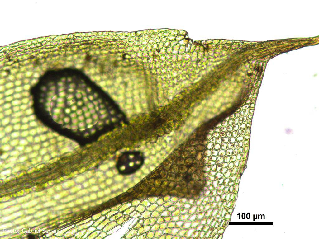 Acaulon fontiquerianum