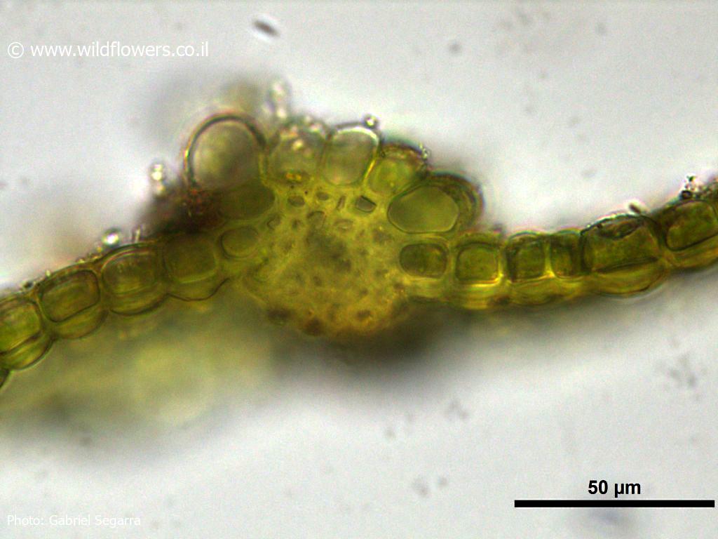 Acaulon fontiquerianum