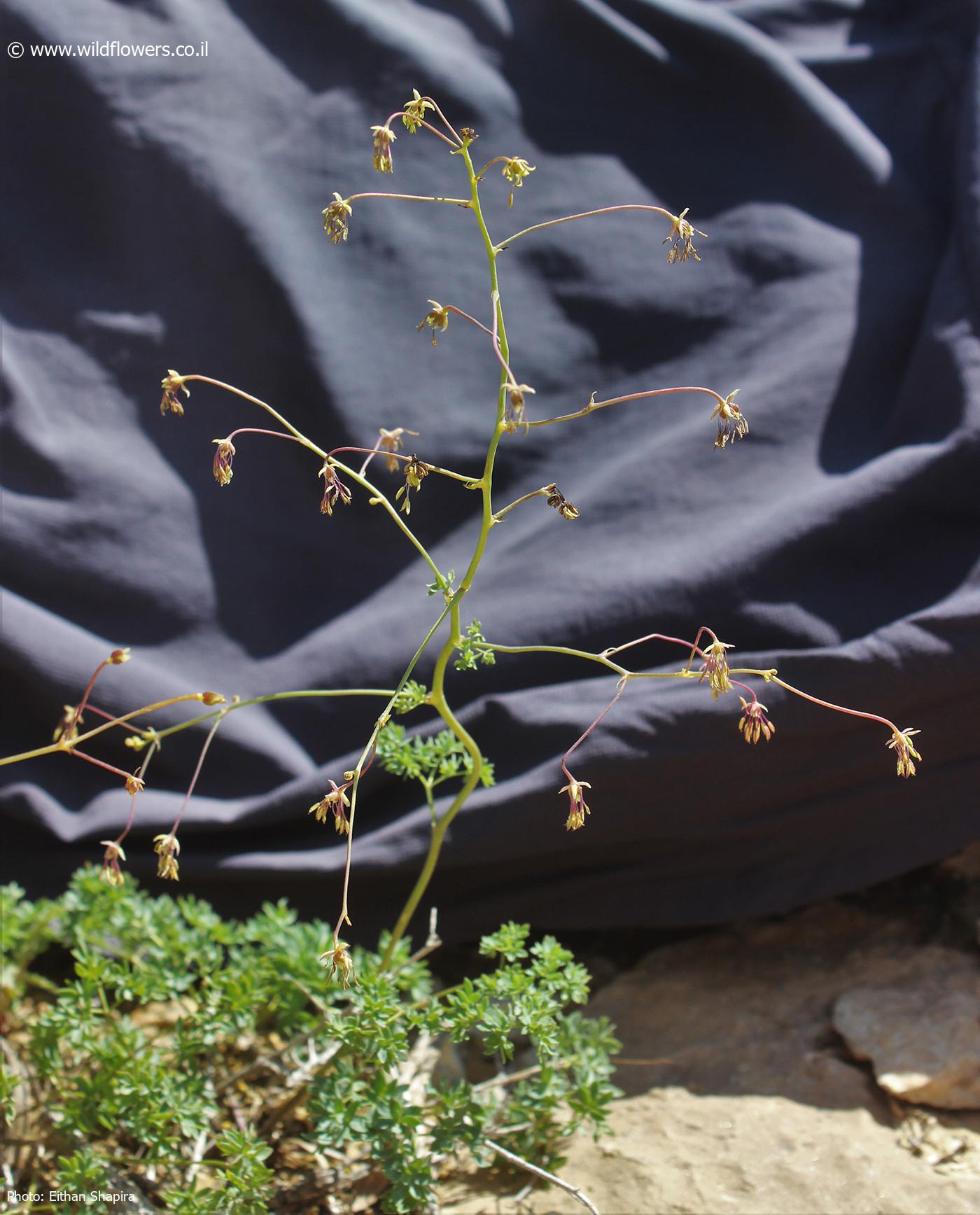 Thalictrum isopyroides