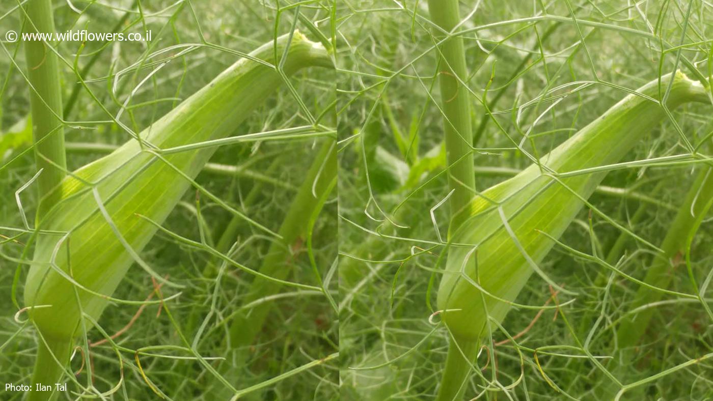 Ferula  orientalis