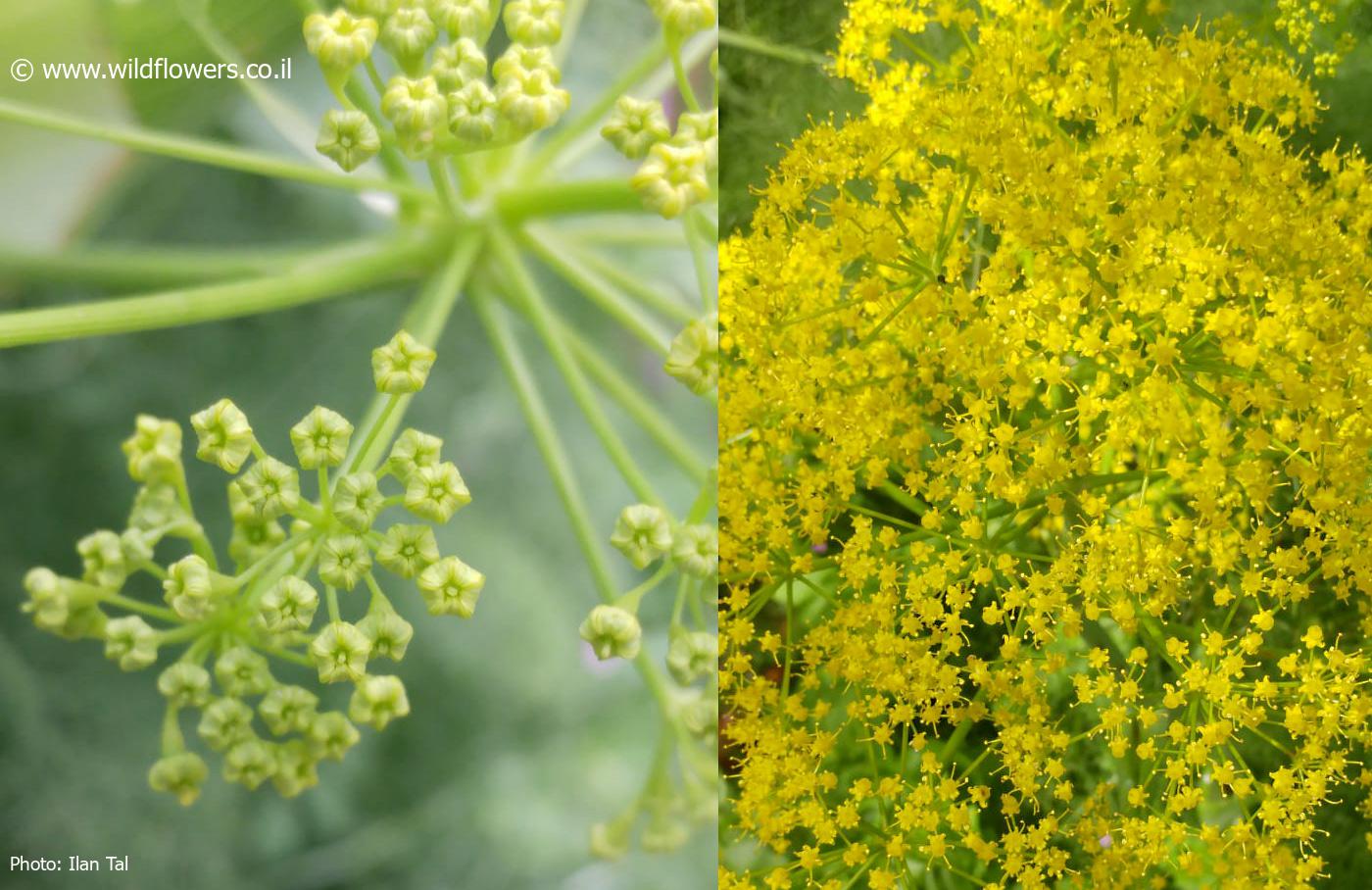 Ferula  orientalis