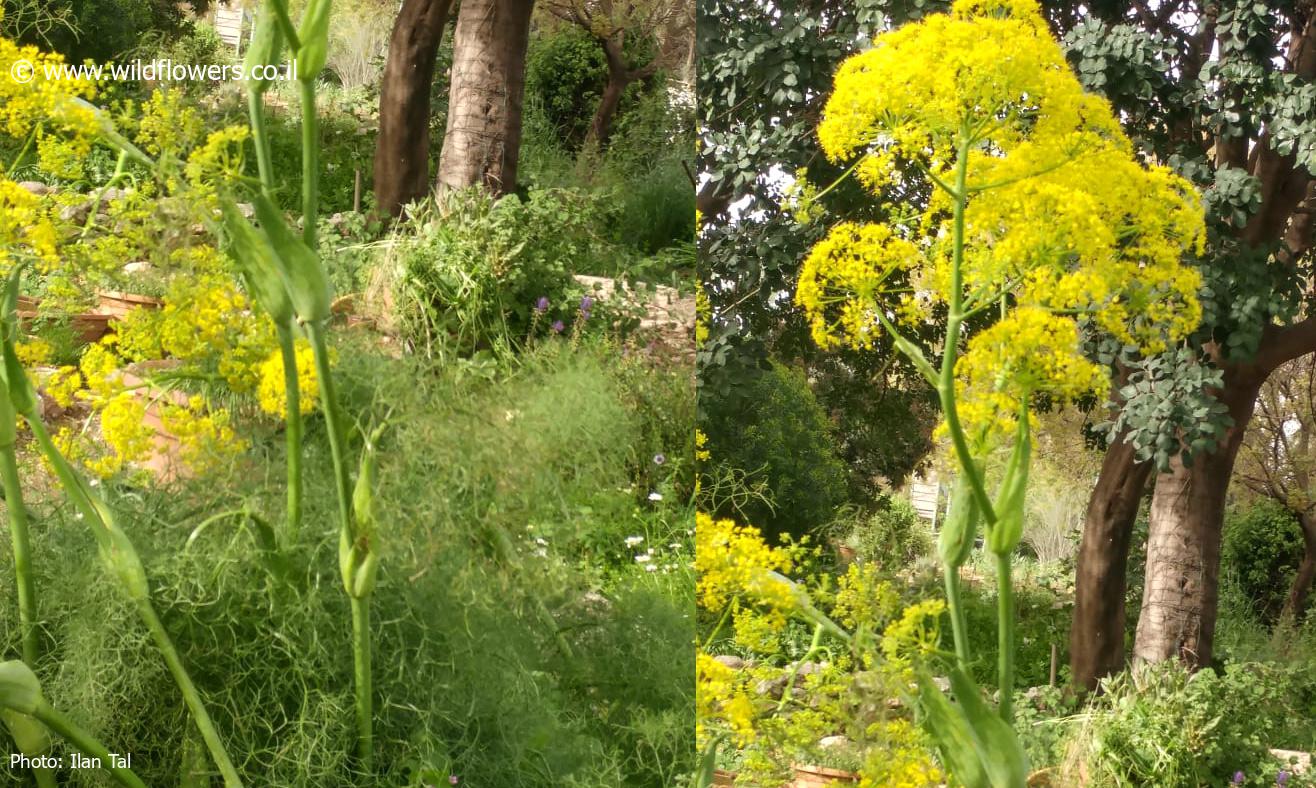 Ferula  orientalis