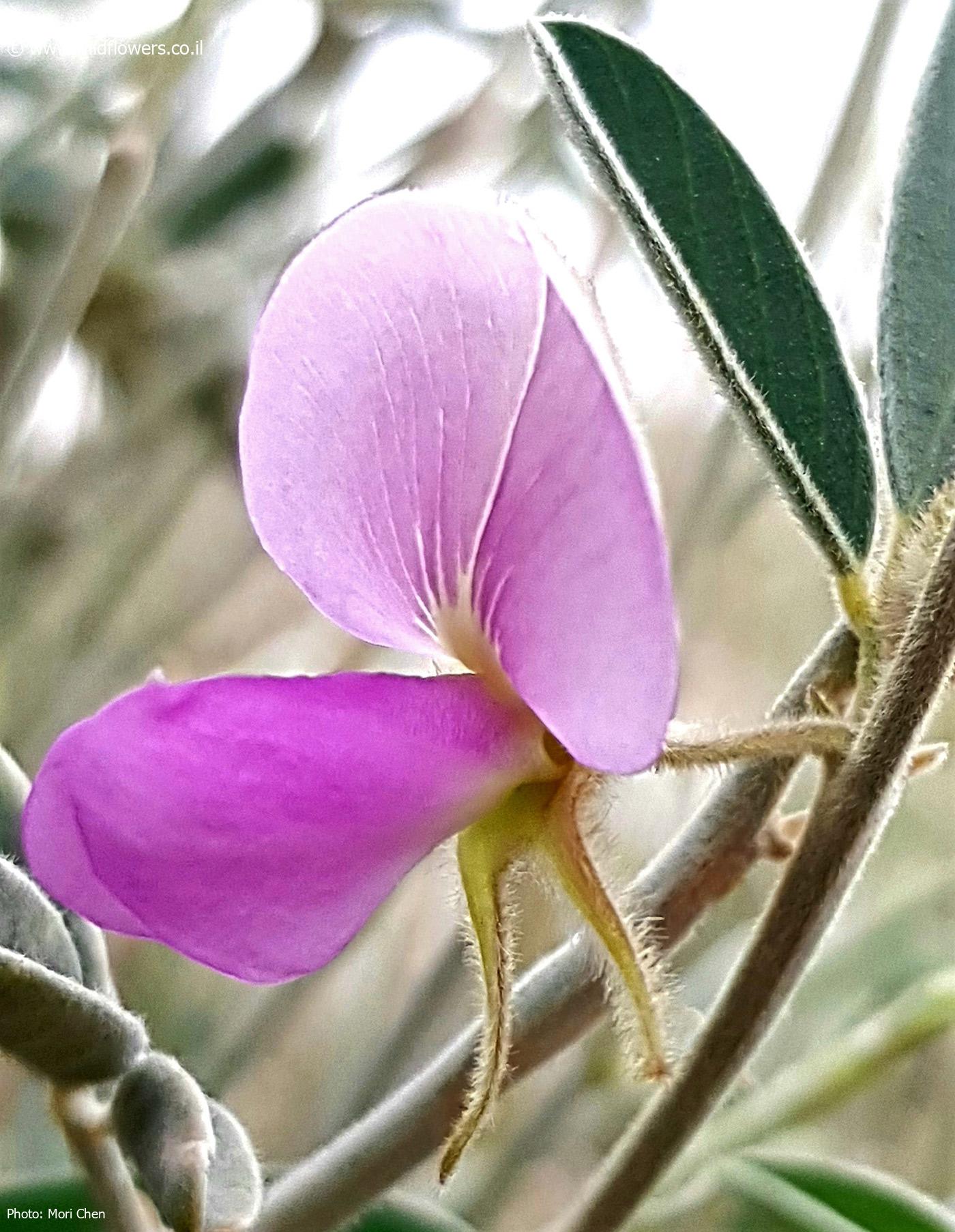 Tephrosia  nubica 