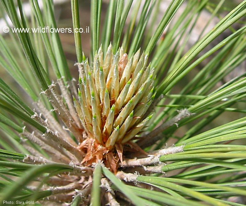 Pinus pinea