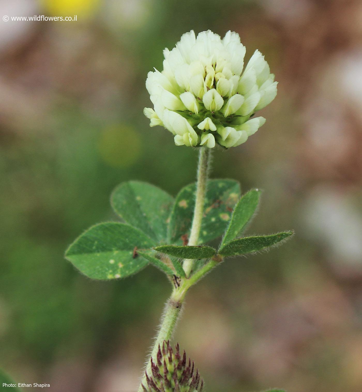 Trifolium  echinatum