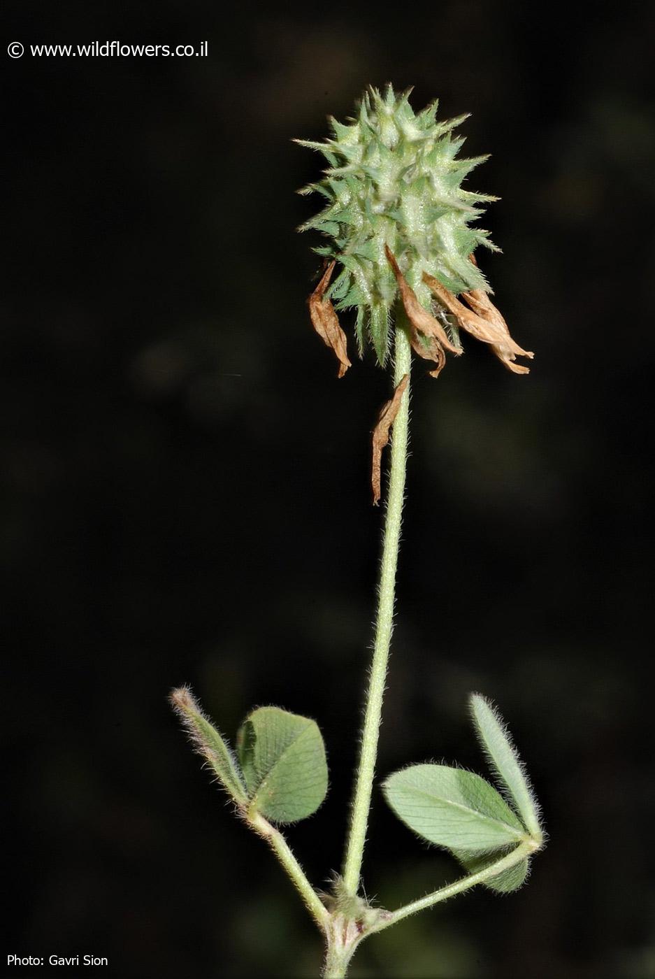 Trifolium  echinatum