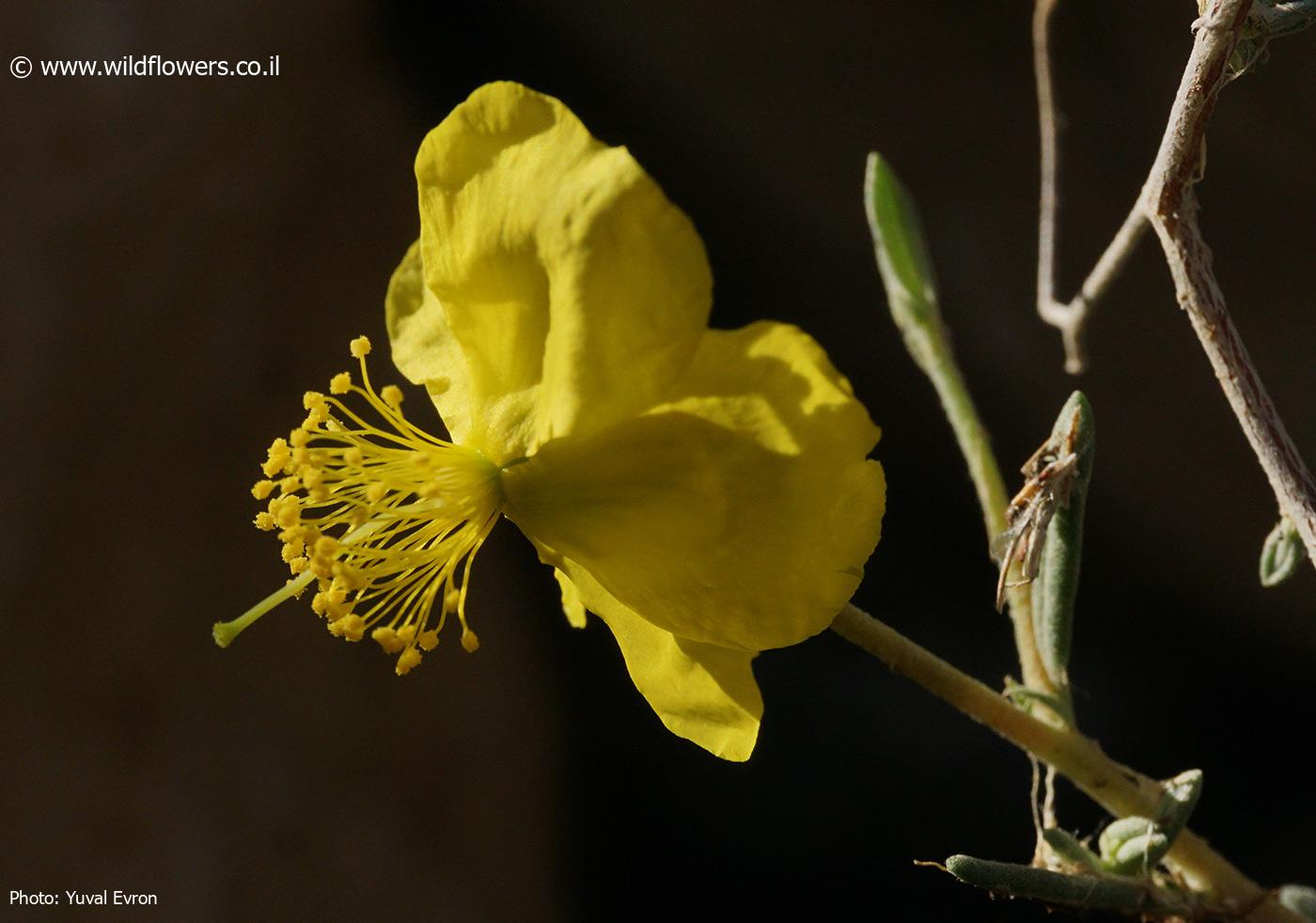 Helianthemum sancti-antonii