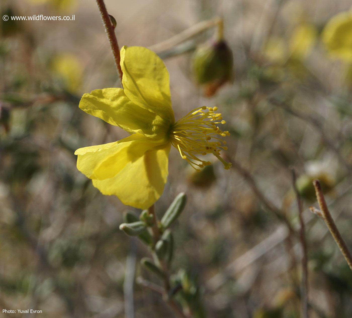 Helianthemum sancti-antonii