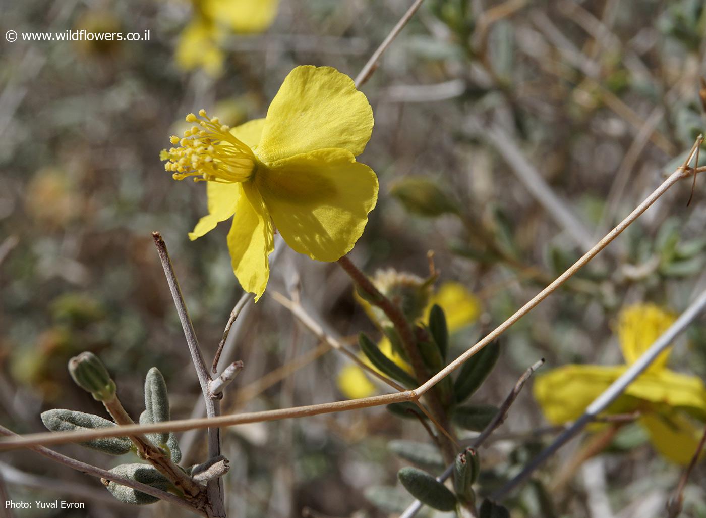 Helianthemum sancti-antonii