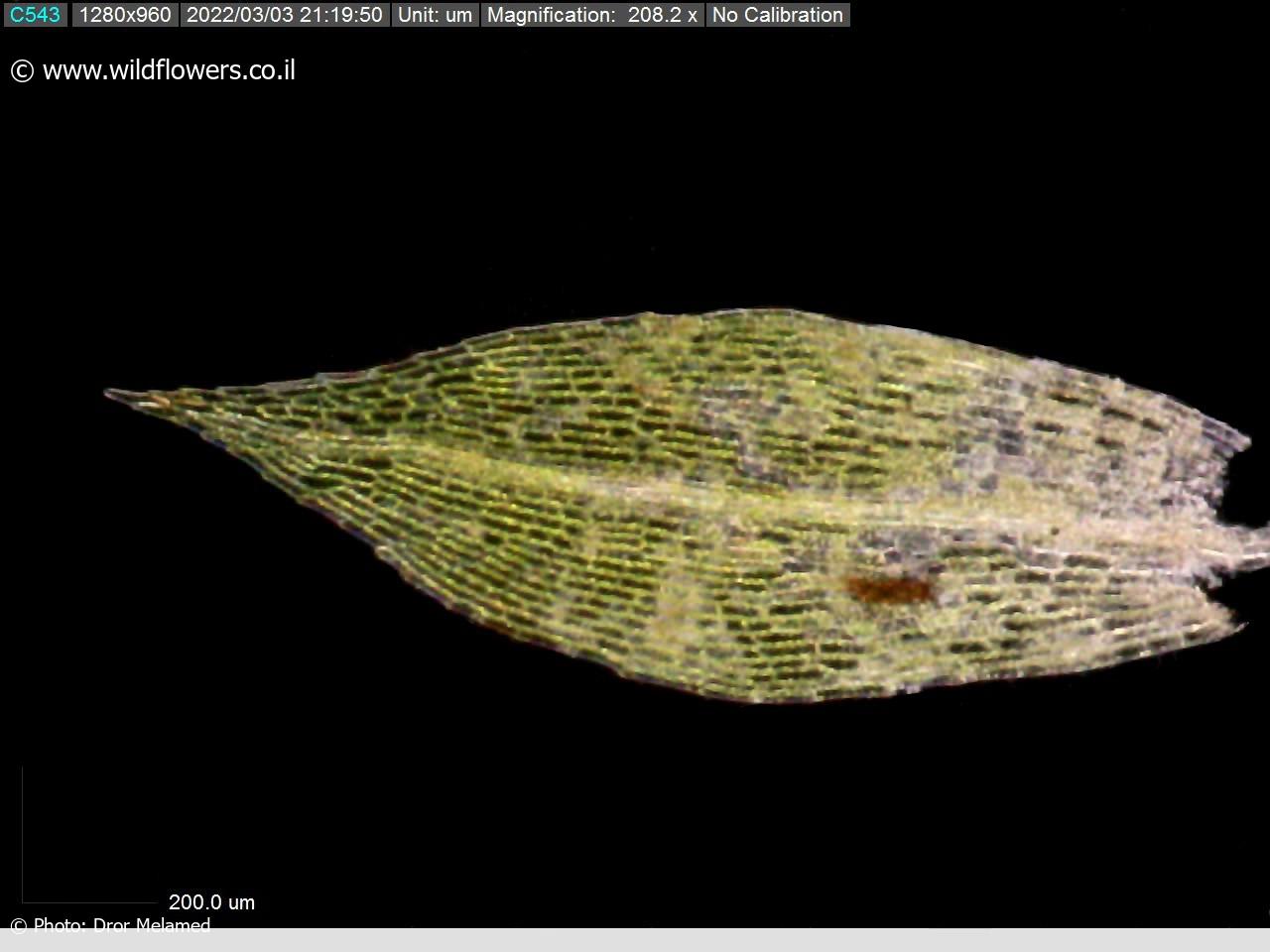 Physcomitrium eurystomum