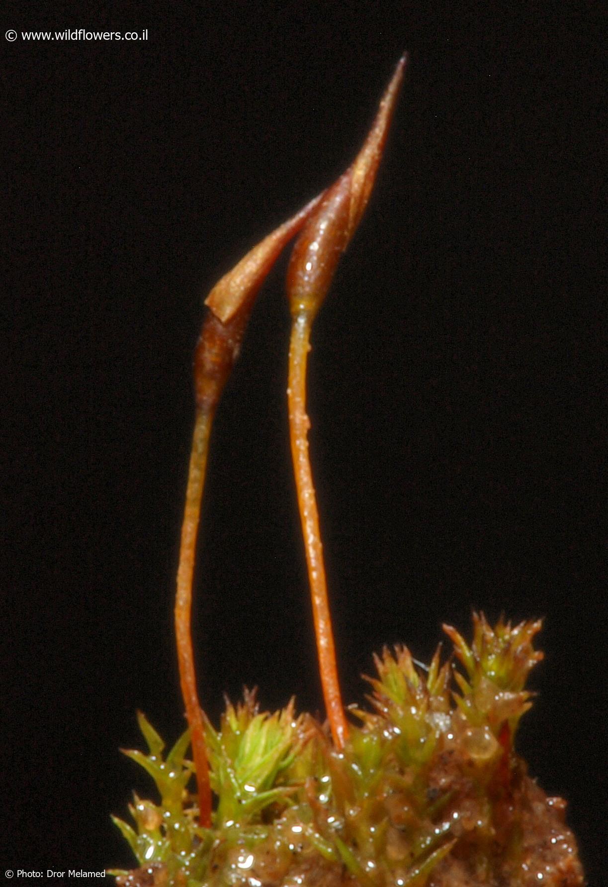 Pseudocrossidium  hornschuchianum