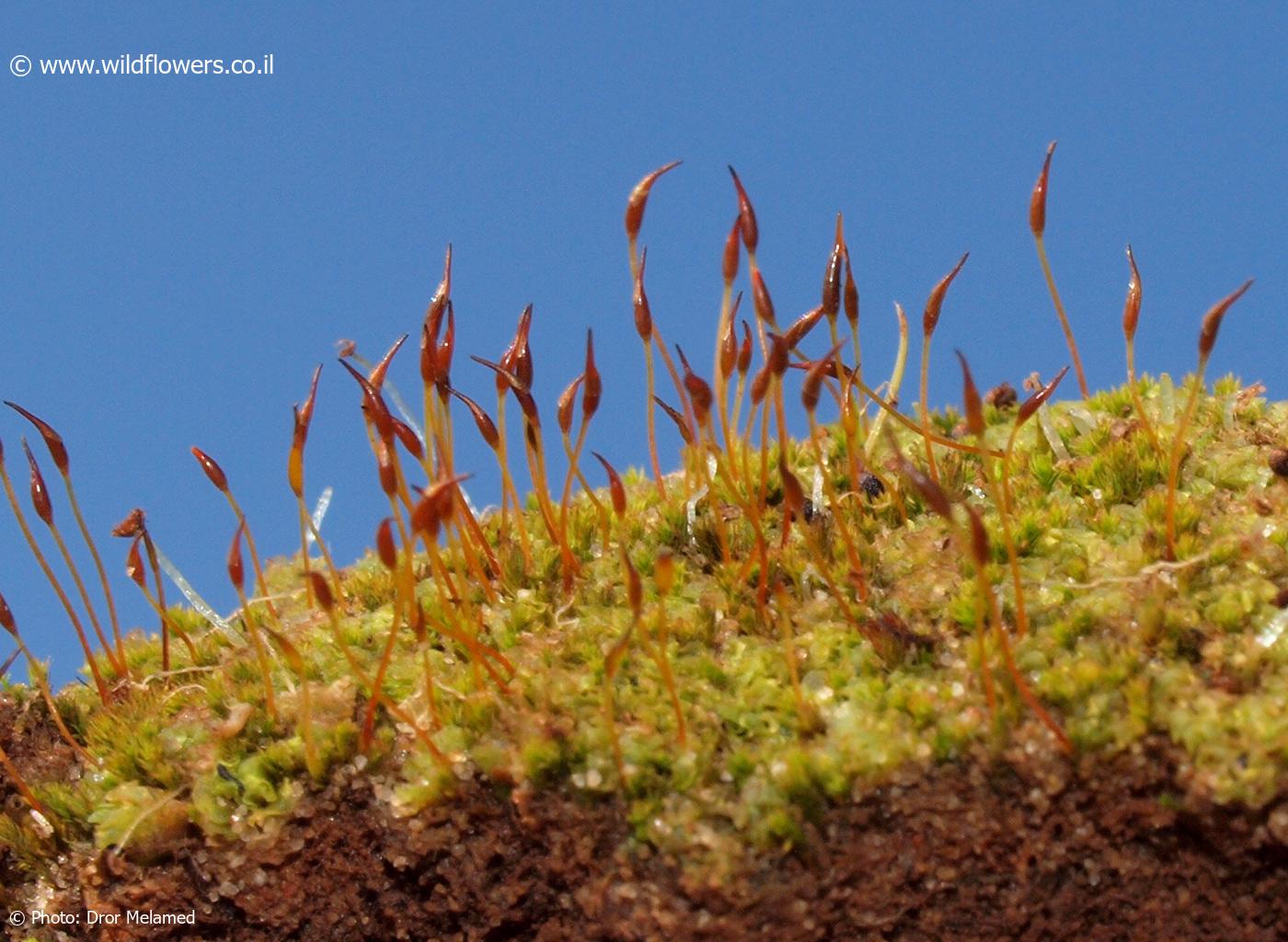 Pseudocrossidium  hornschuchianum