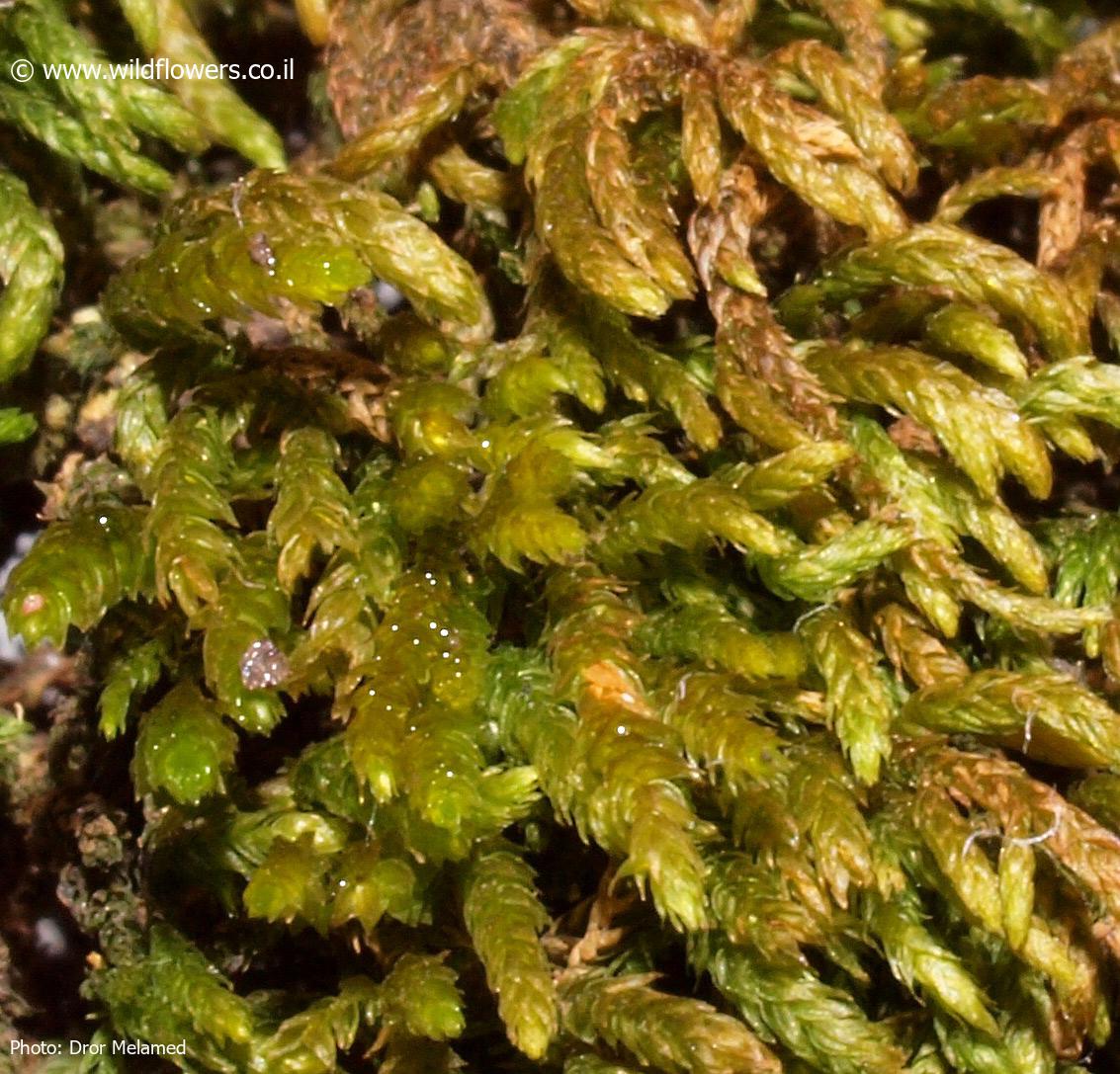 Scorpiurium  deflexifolium