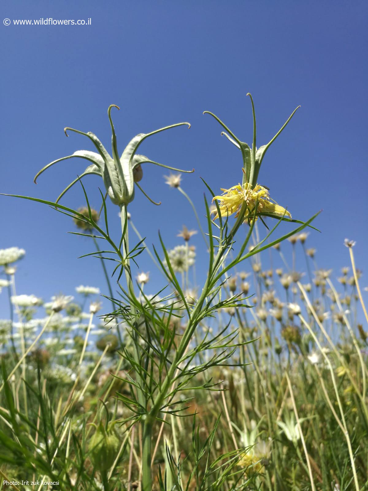 Nigella oxypetala