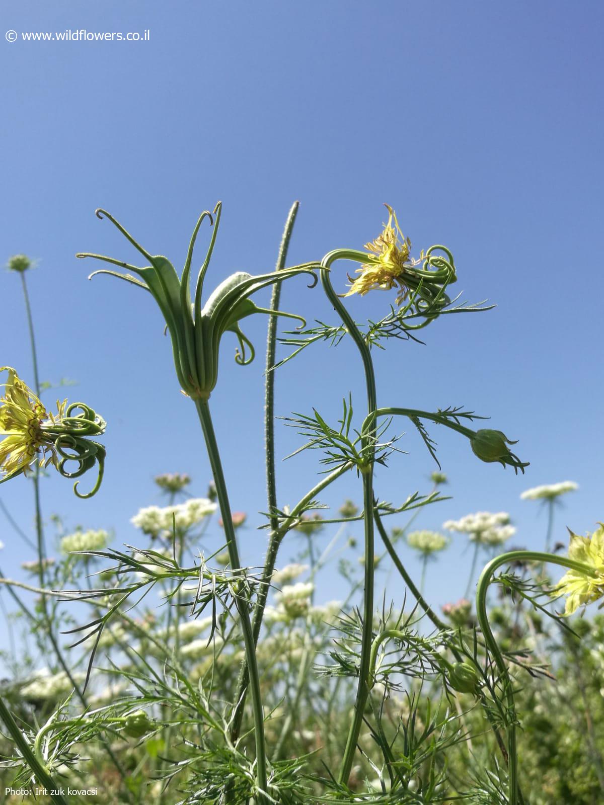 Nigella oxypetala