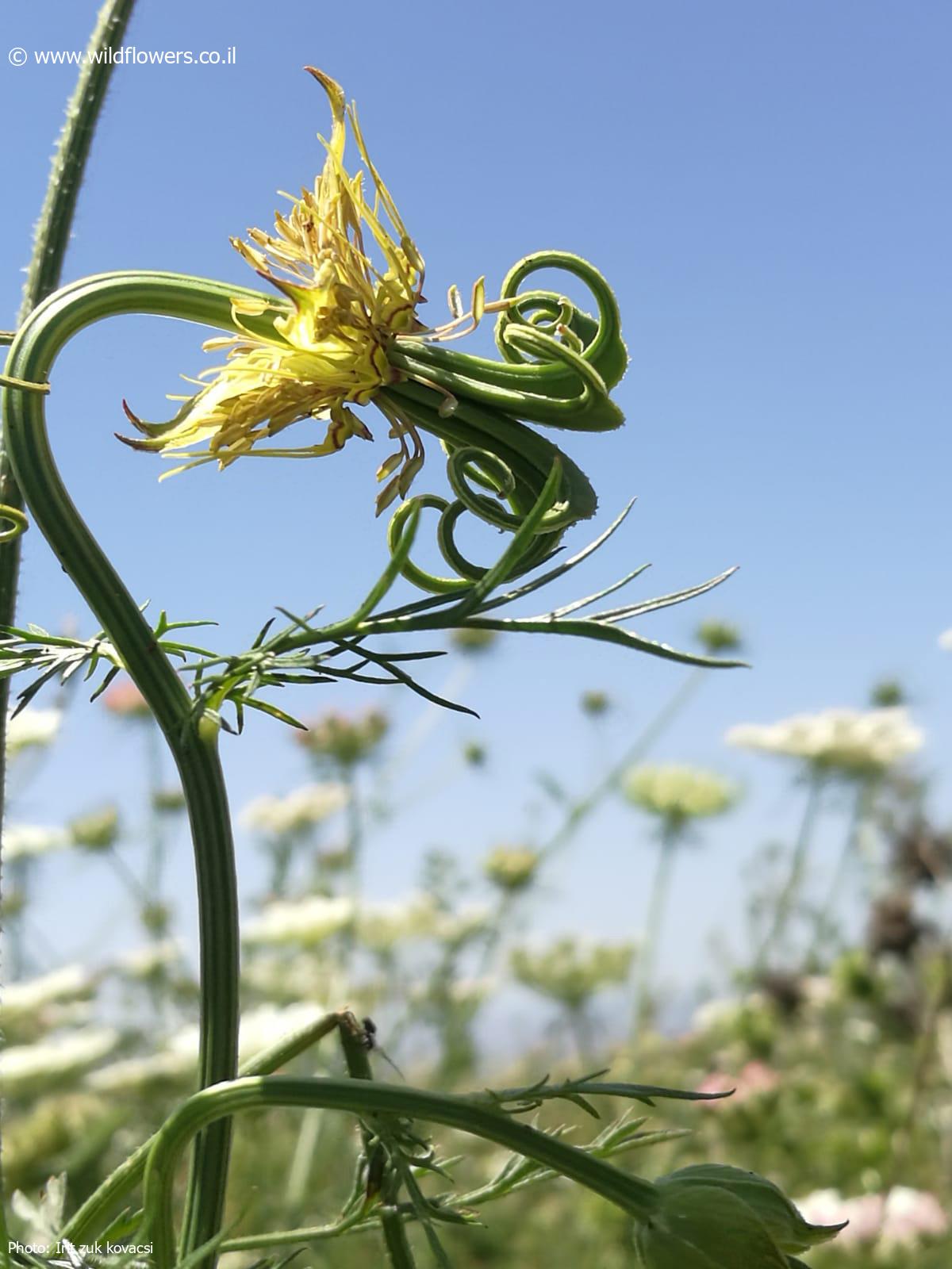 Nigella oxypetala