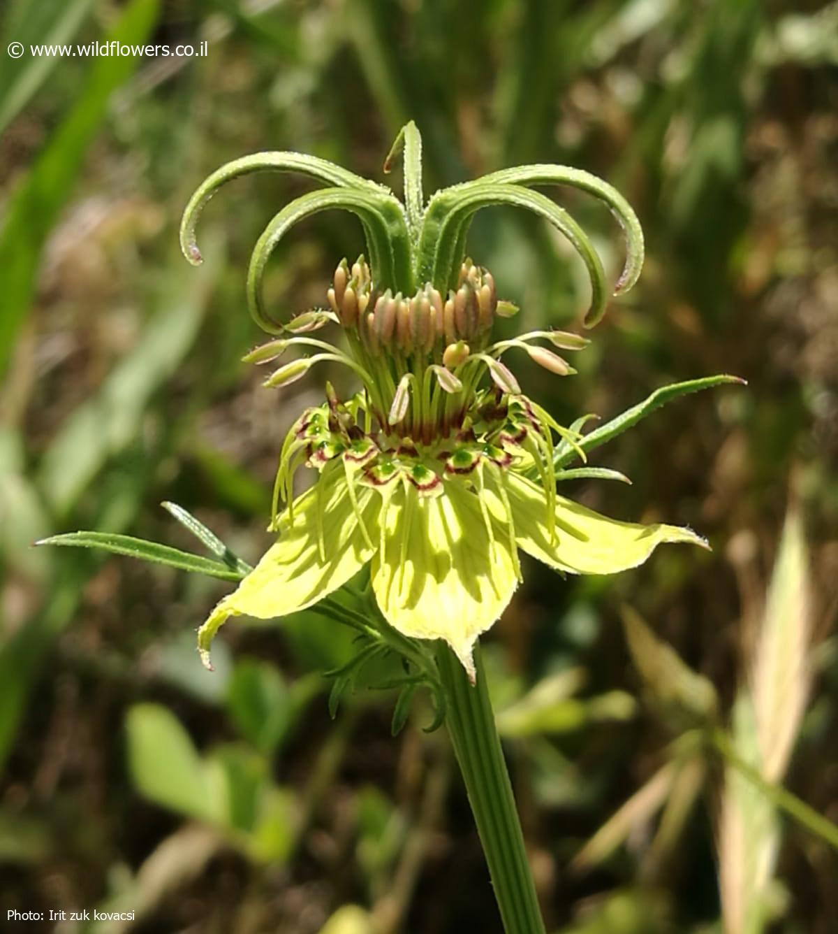 Nigella oxypetala