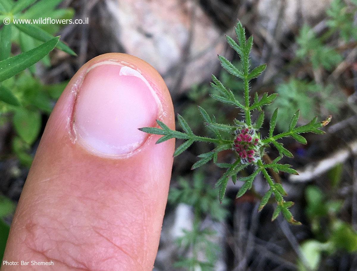 Daucus  guttatus