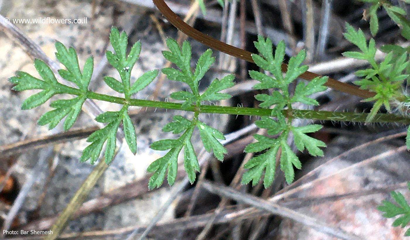 Daucus  guttatus