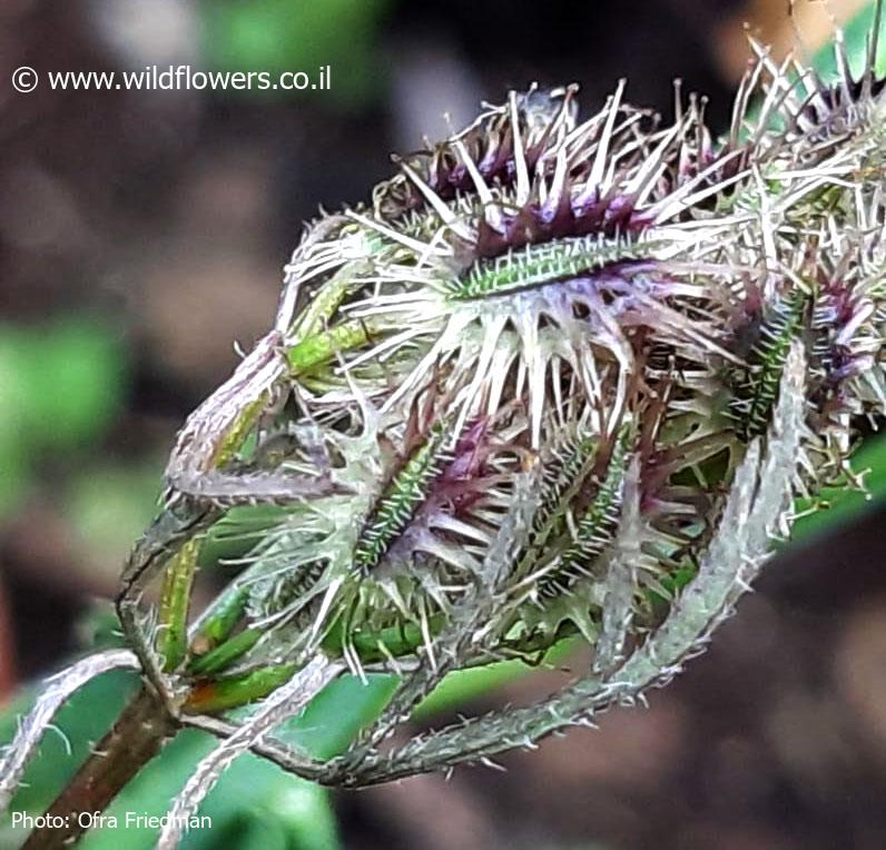 Daucus  guttatus