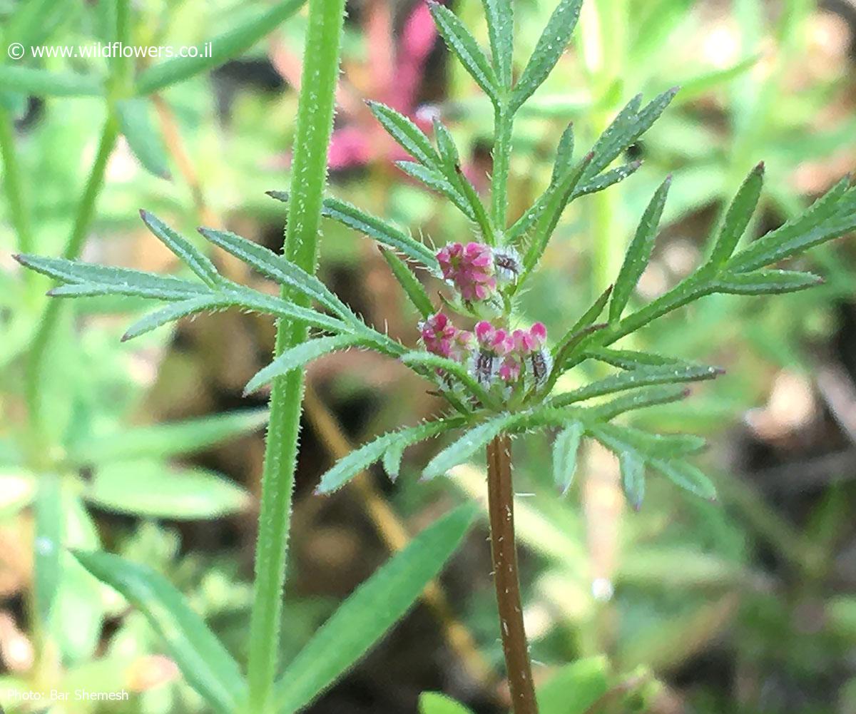 Daucus  guttatus