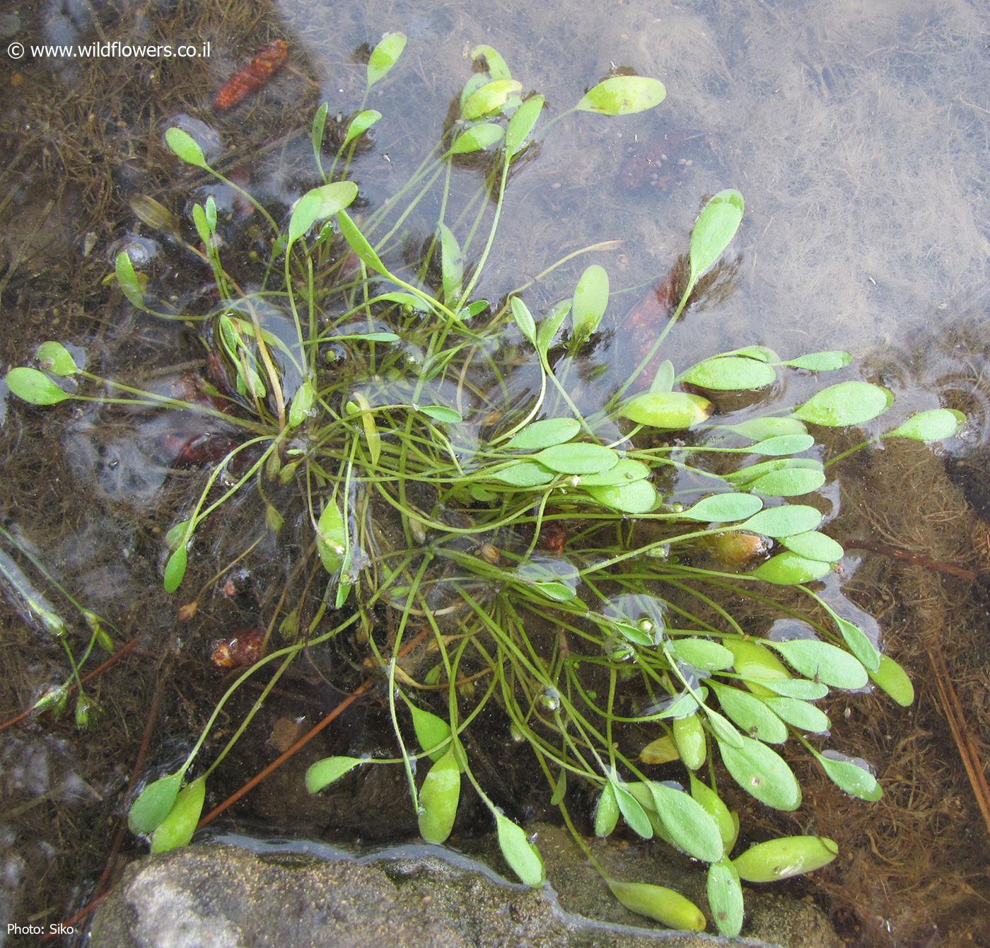 Limosella  aquatica