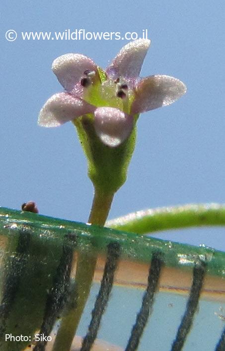 Limosella  aquatica