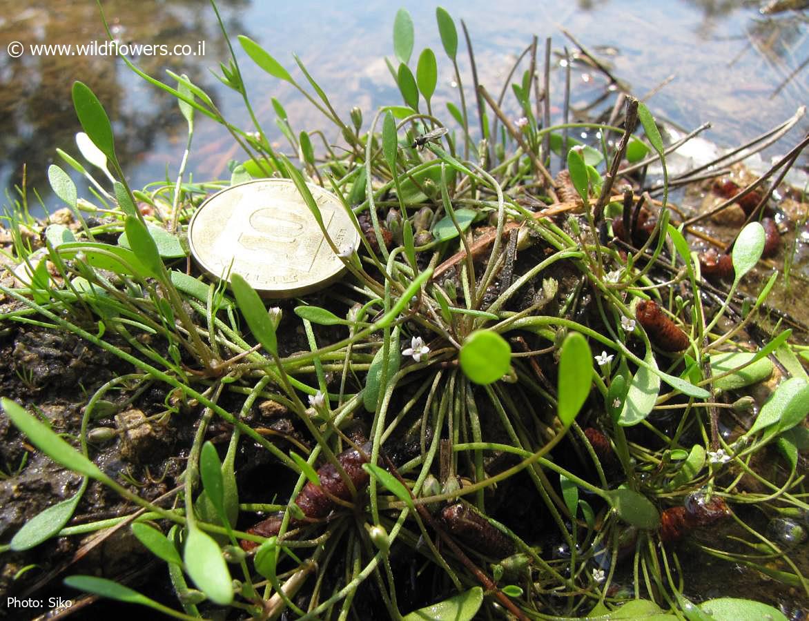 Limosella  aquatica