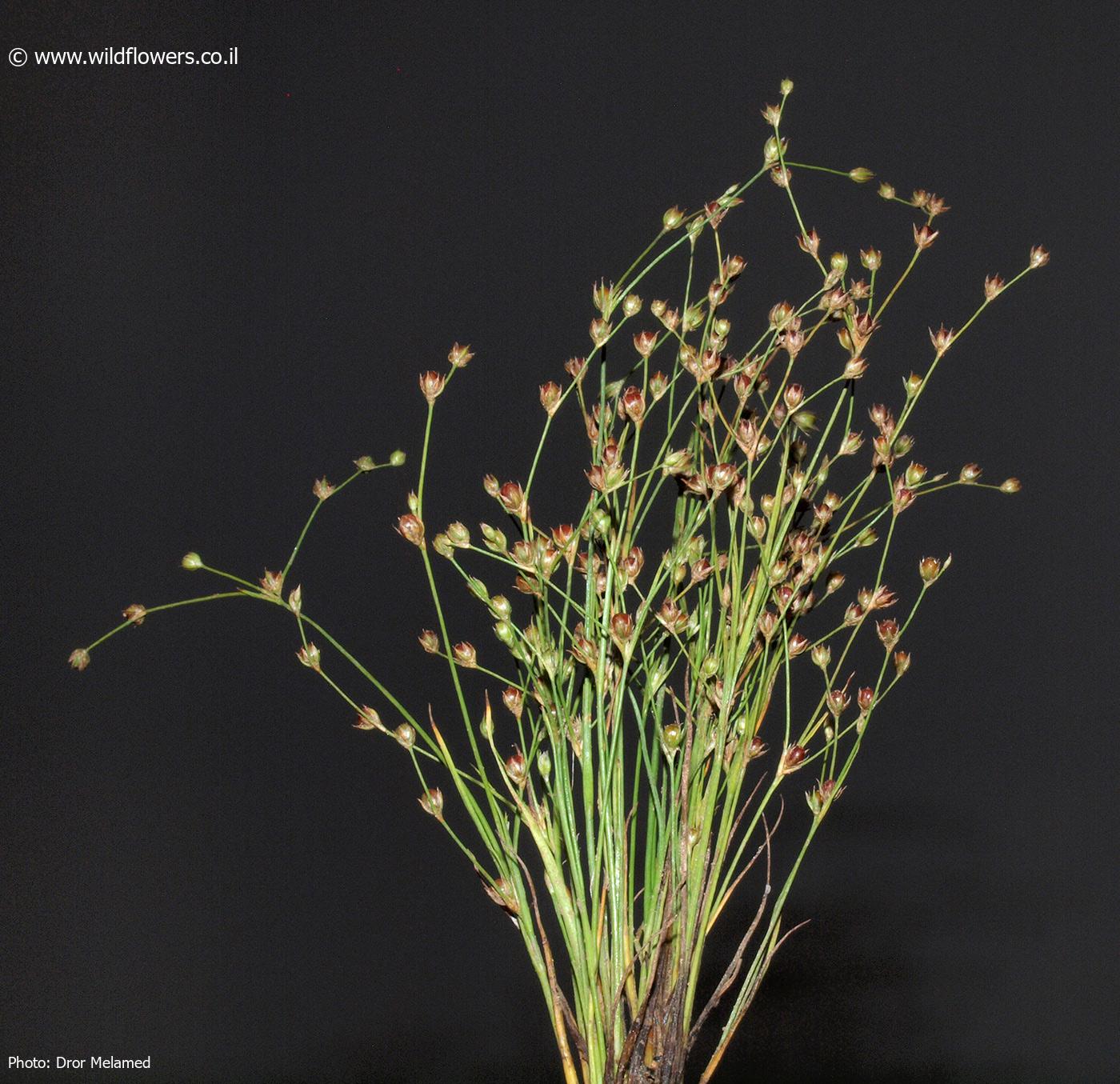 Juncus    sphaerocarpus