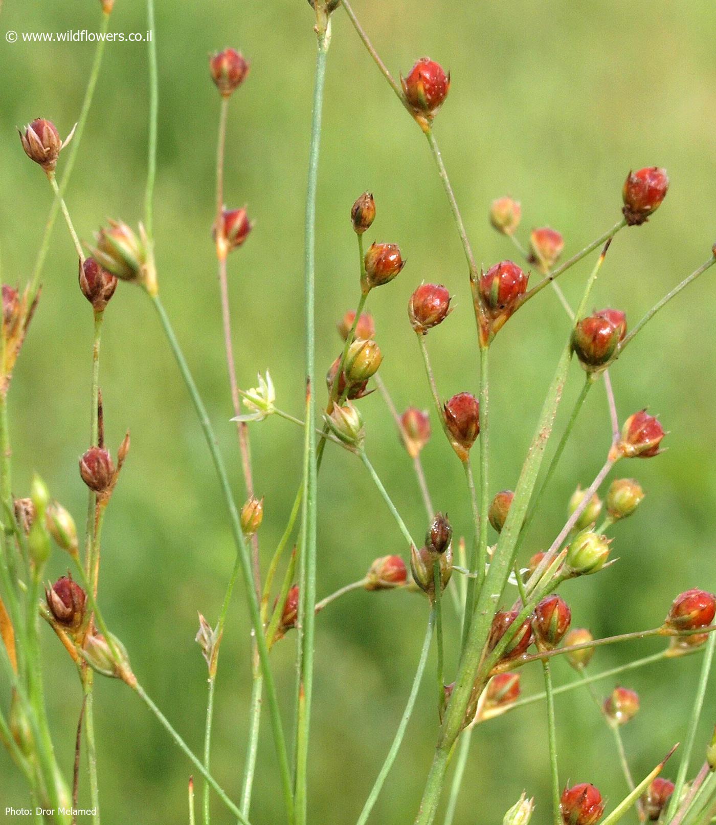 Juncus    sphaerocarpus