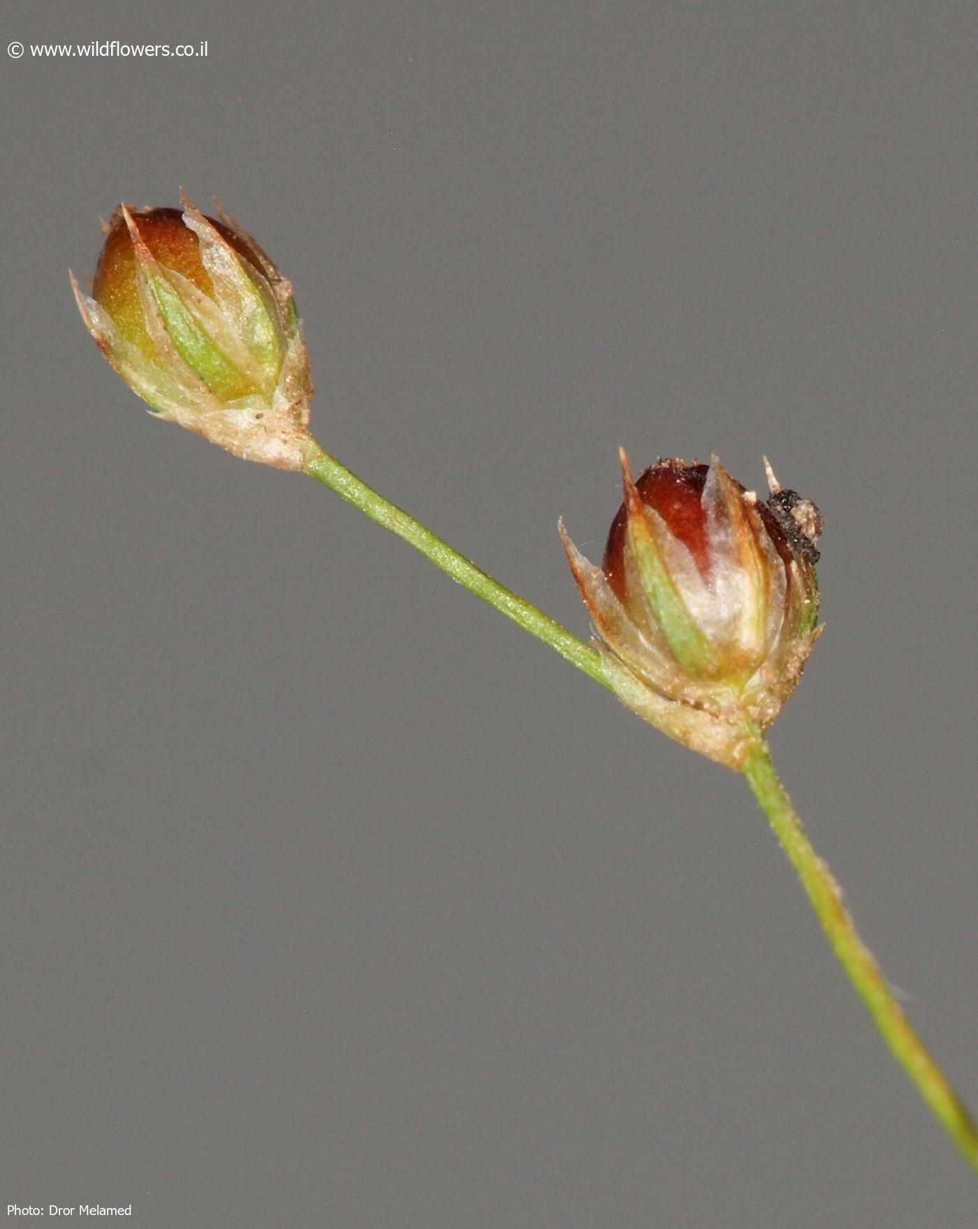 Juncus    sphaerocarpus