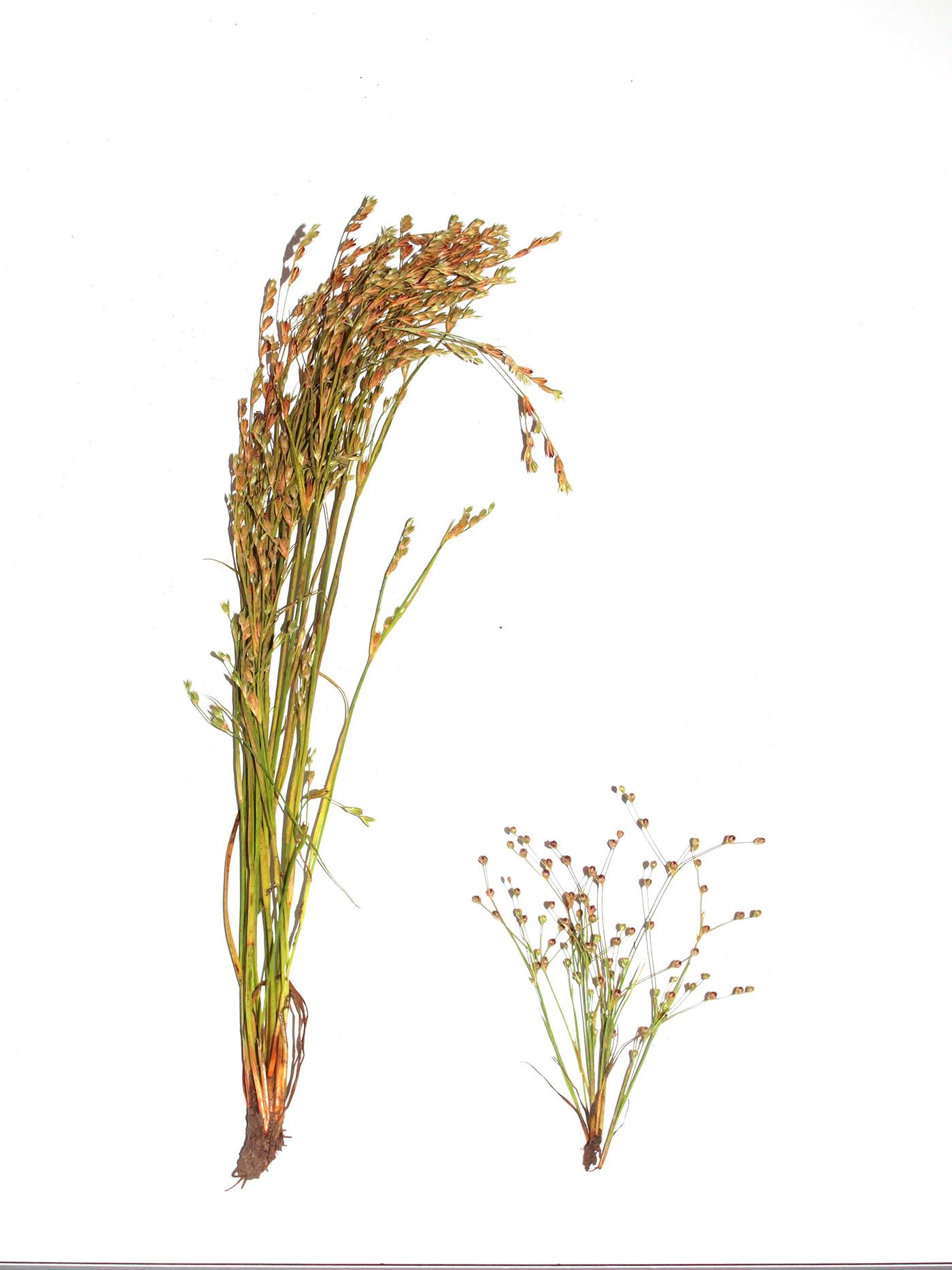 Juncus    sphaerocarpus