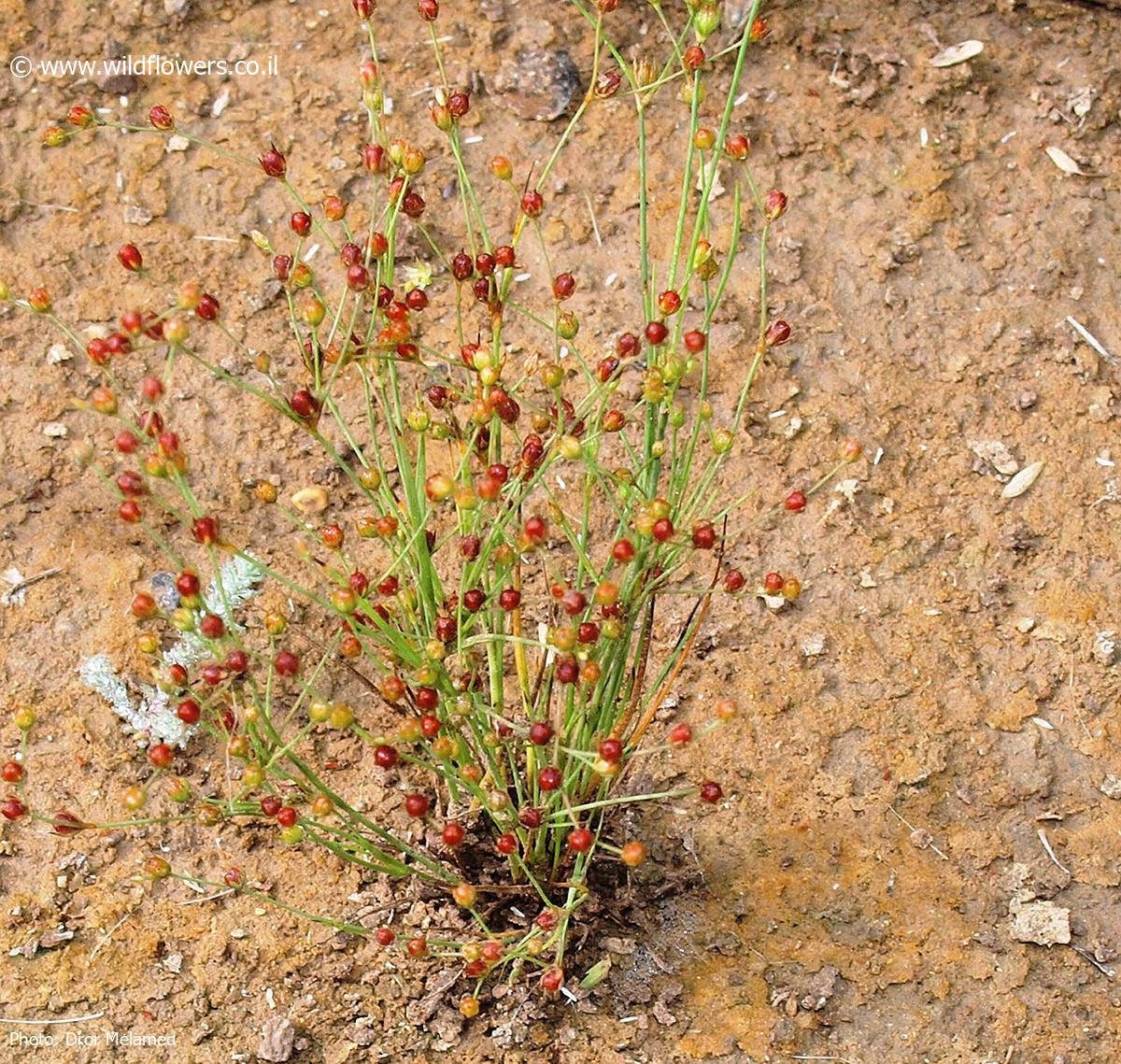 Juncus    sphaerocarpus