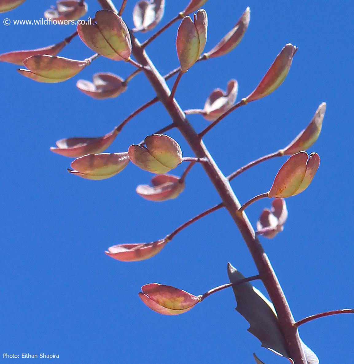 Thlaspi microstylum