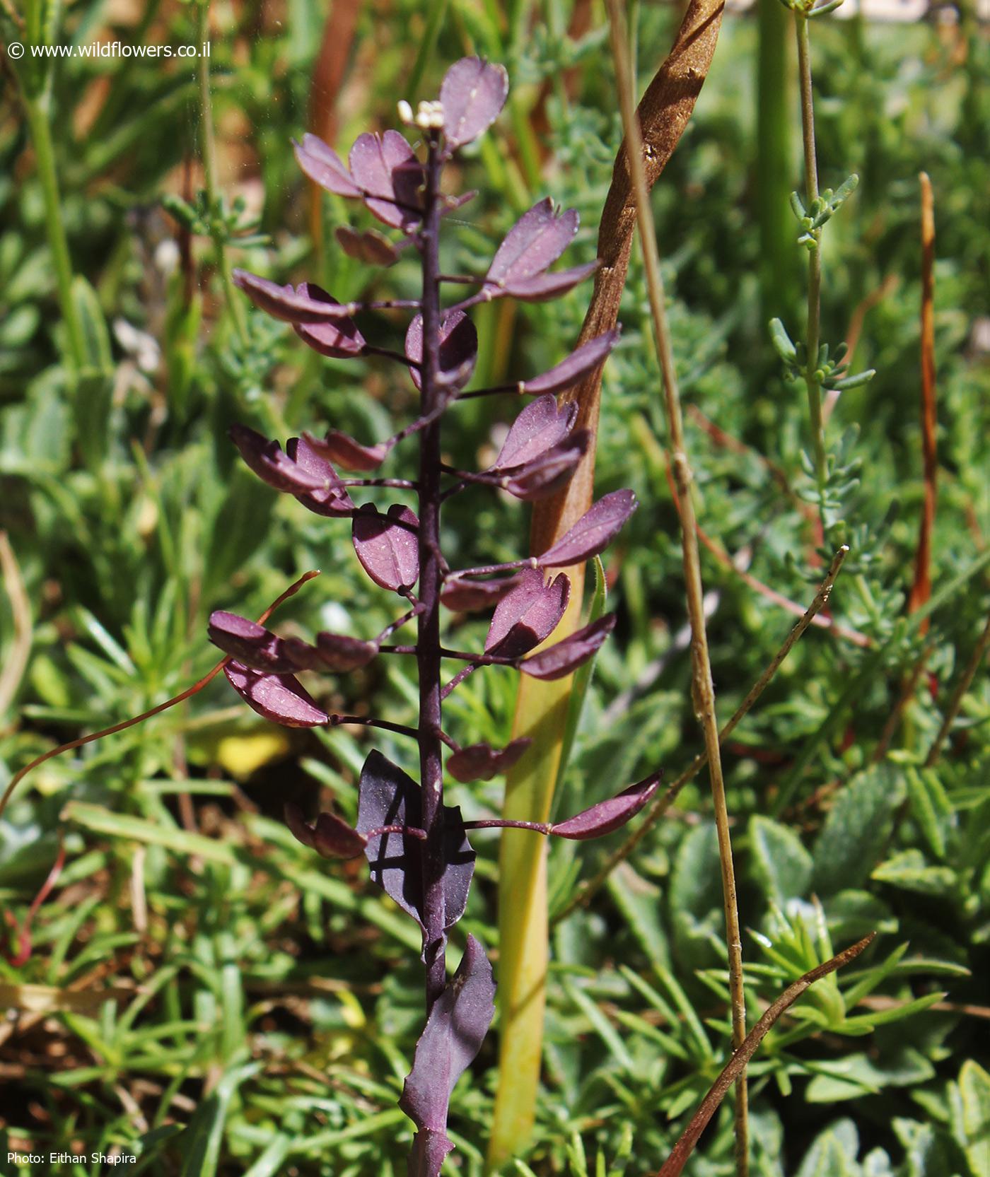 Thlaspi microstylum