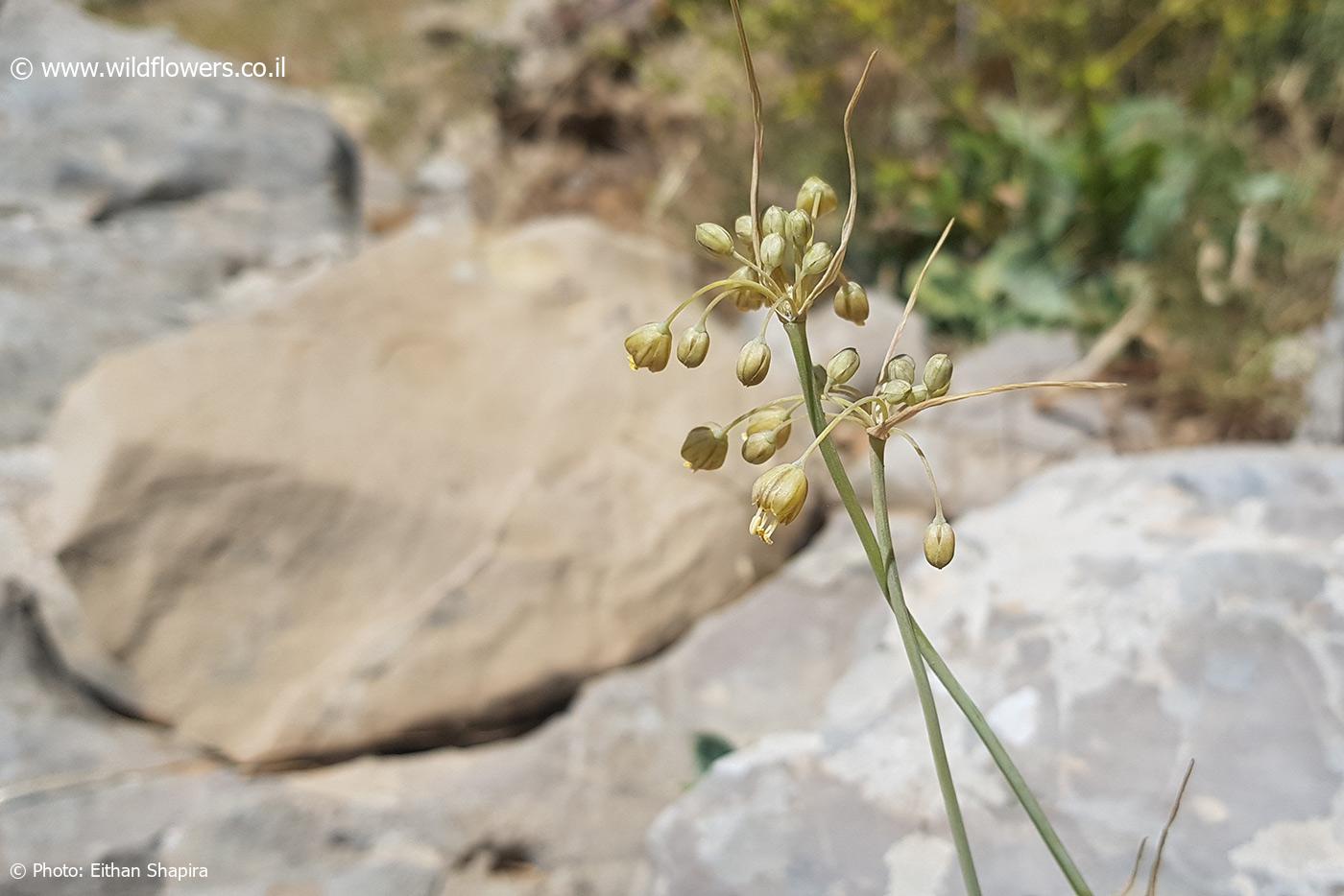 Allium  hermoneum