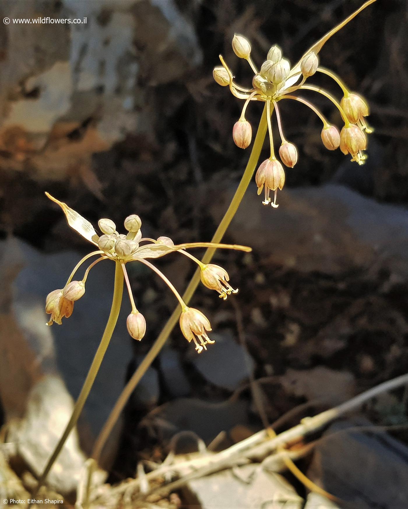 Allium  hermoneum