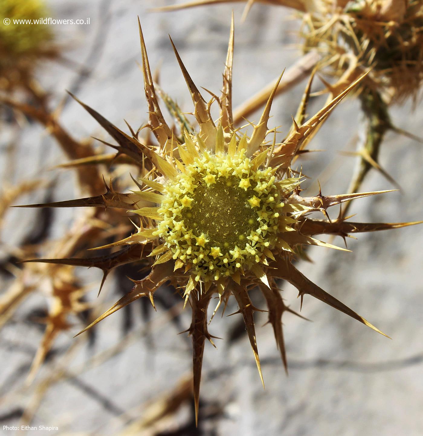 Carlina frigida