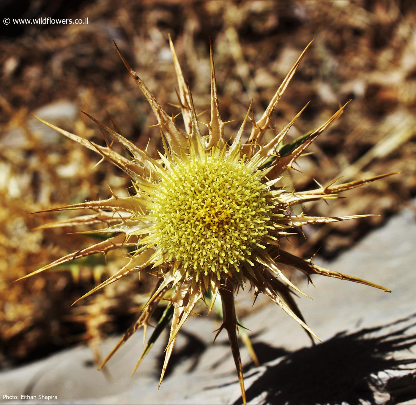 Carlina frigida