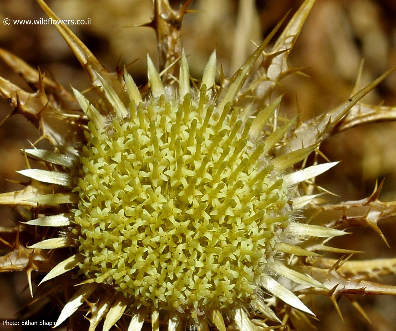 Carlina frigida